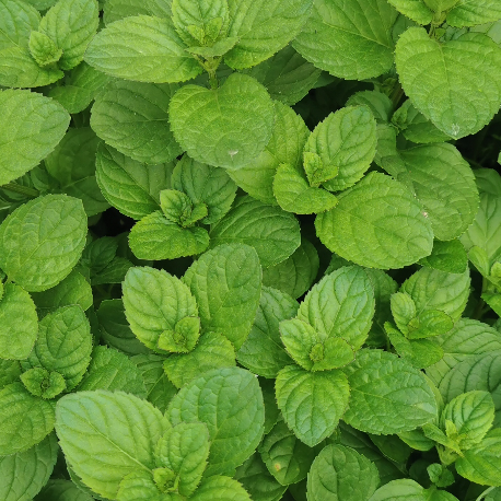 Bilde av Mentha rot. 'Eau de Cologne'-Spanne Plantesalg