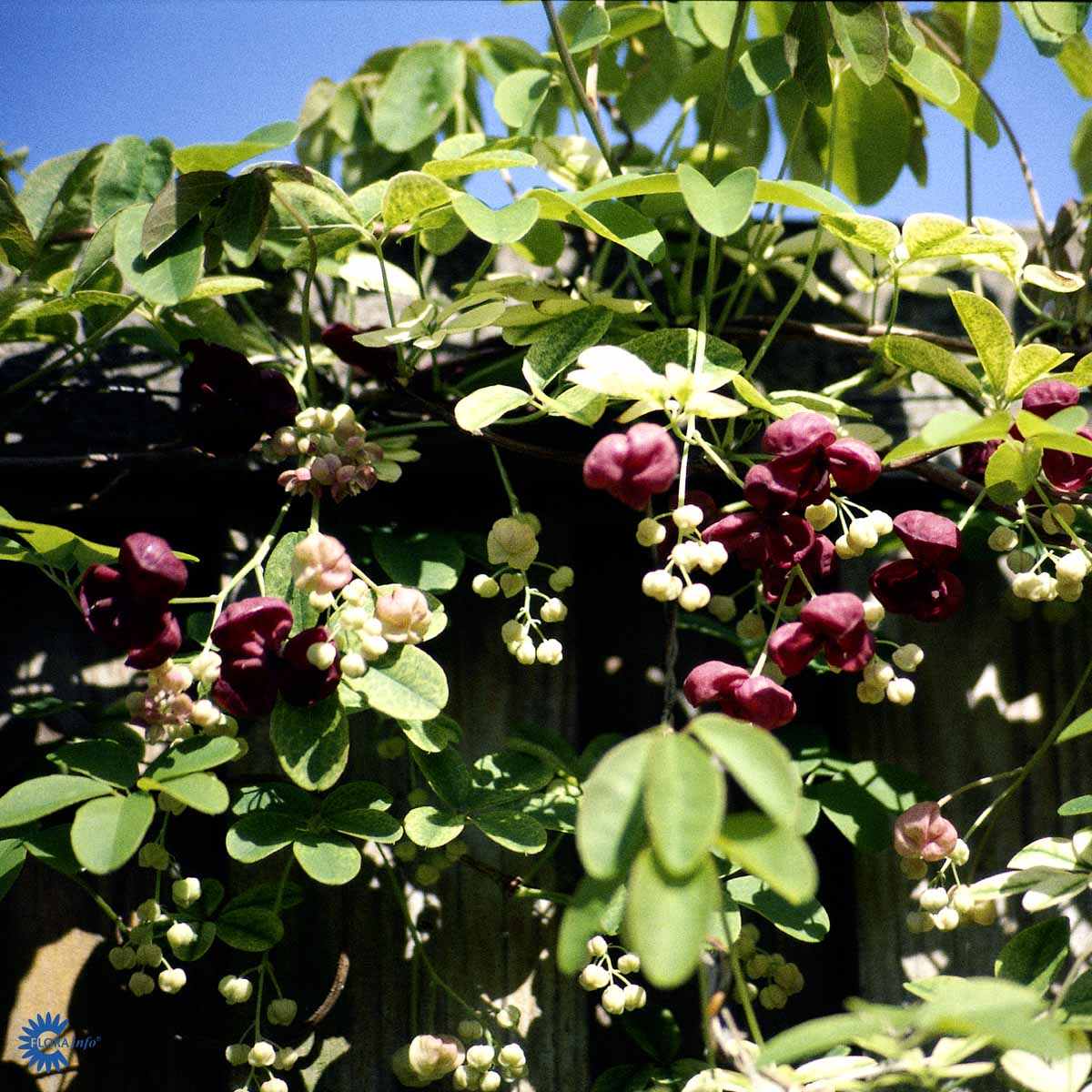 Bilde av Akebia quinata-Spanne Plantesalg