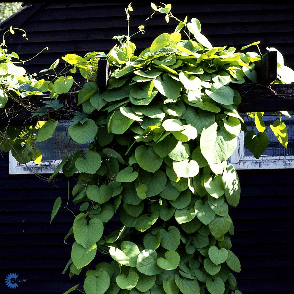 Bilde av Aristolochia macrophylla-Spanne Plantesalg