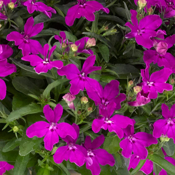 Bilde av Lobelia erinus Sweet Springs Purple , 2 For 79,90-Spanne Plantesalg