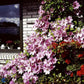 Bilde av Clematis pat. Nelly Moser-Spanne Plantesalg