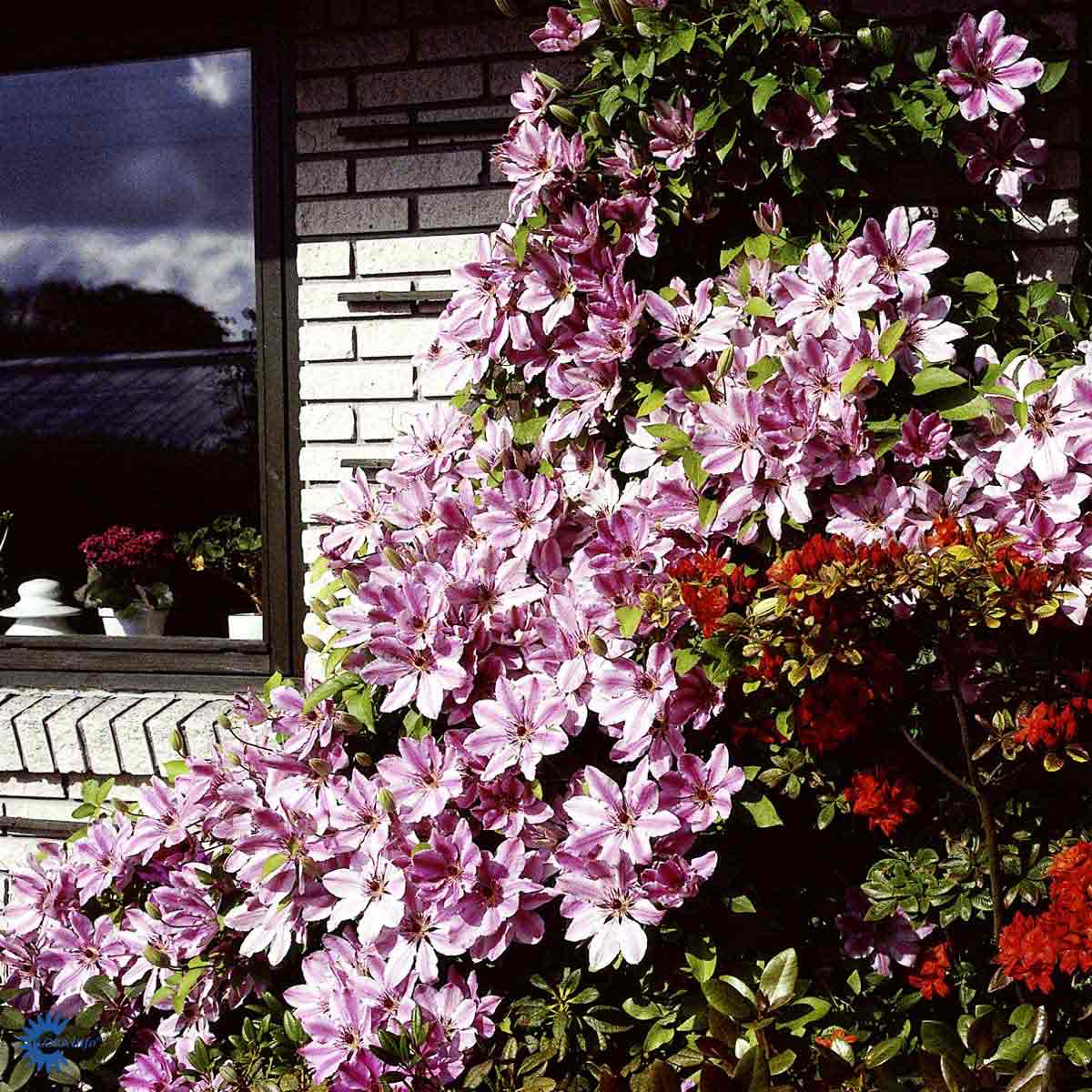 Bilde av Clematis pat. Nelly Moser-Spanne Plantesalg
