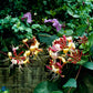 Bilde av Lonicera per. Serotina-Spanne Plantesalg