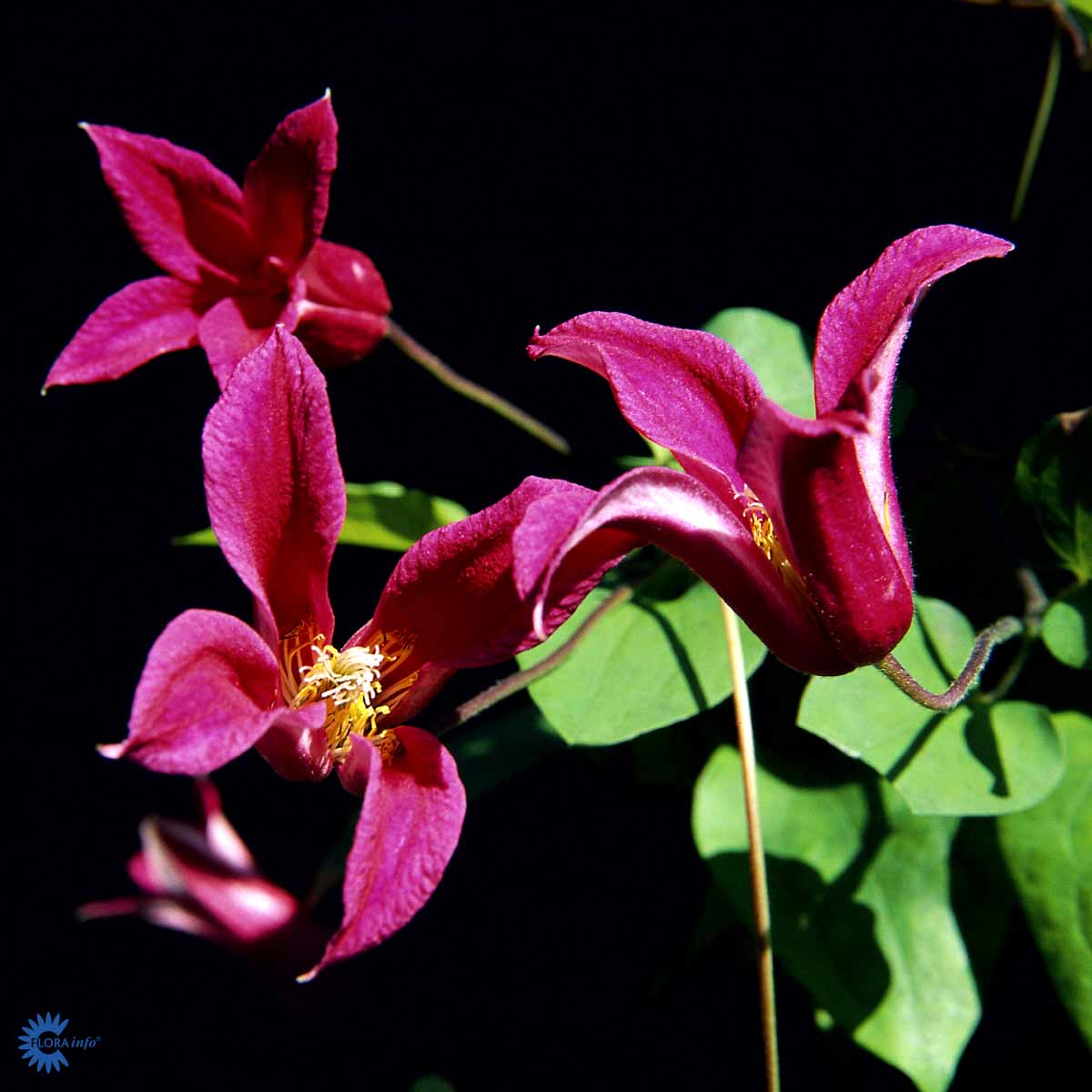 Bilde av Clematis texensis Princess Diana-Spanne Plantesalg