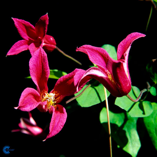 Bilde av Clematis texensis Princess Diana-Spanne Plantesalg