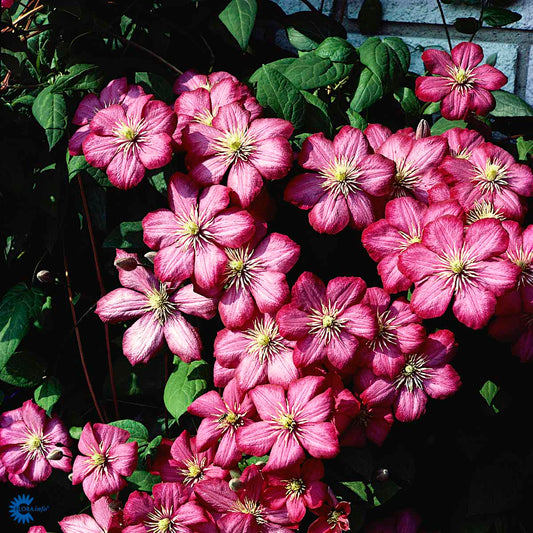 Bilde av Clematis 'Ville de Lyon'-Spanne Plantesalg