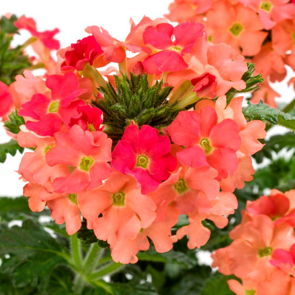 Bilde av Verbena Lanai® Peach, 2 For 79,90-Spanne Plantesalg