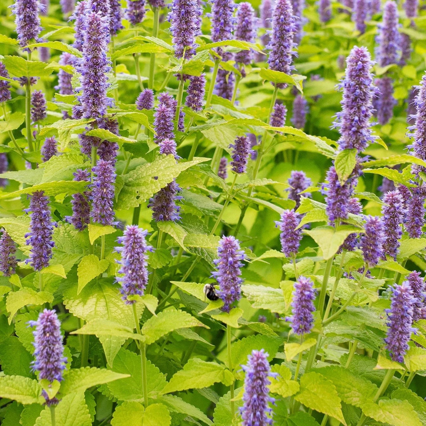 Bilde av Agastache rugosa 'Golden Jubilee'-Spanne Plantesalg