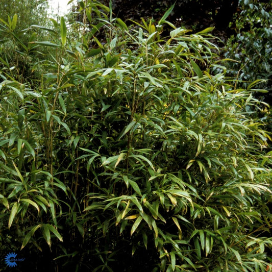Bilde av Pseudosasa japonica 'Tsutsumiana'-Spanne Plantesalg
