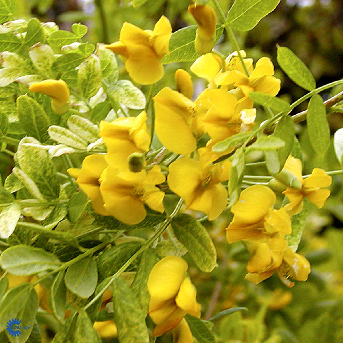 Bilde av Caragana arborescens 'Pendula'-Spanne Plantesalg