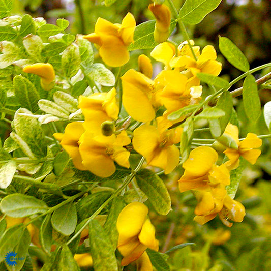 Bilde av Caragana arborescens 'Pendula'-Spanne Plantesalg