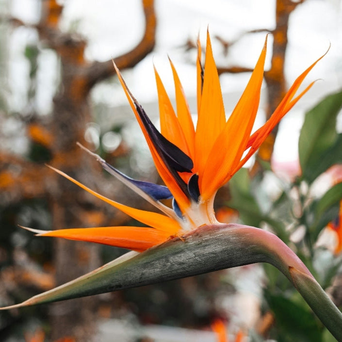 Bilde av Strelitzia reginae-Spanne Plantesalg