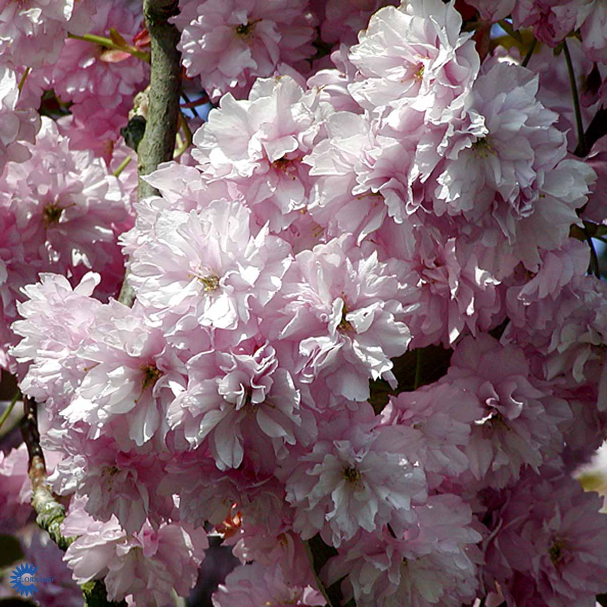 Bilde av Prunus Serrulata Kanzan Str 27Cm-Spanne Plantesalg