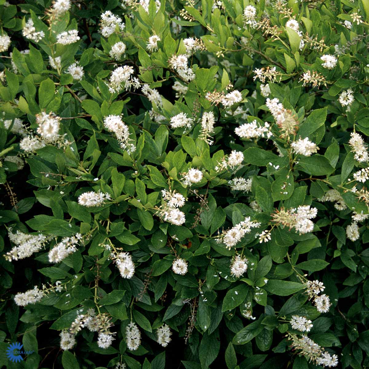 Bilde av Clethra alnifolia 'Hummingbird'-Spanne Plantesalg