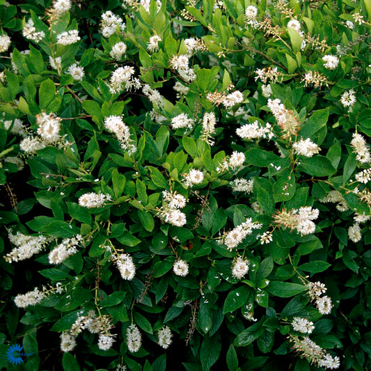 Bilde av Clethra alnifolia 'Hummingbird'-Spanne Plantesalg