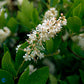 Bilde av Clethra alnifolia 'Hummingbird'-Spanne Plantesalg