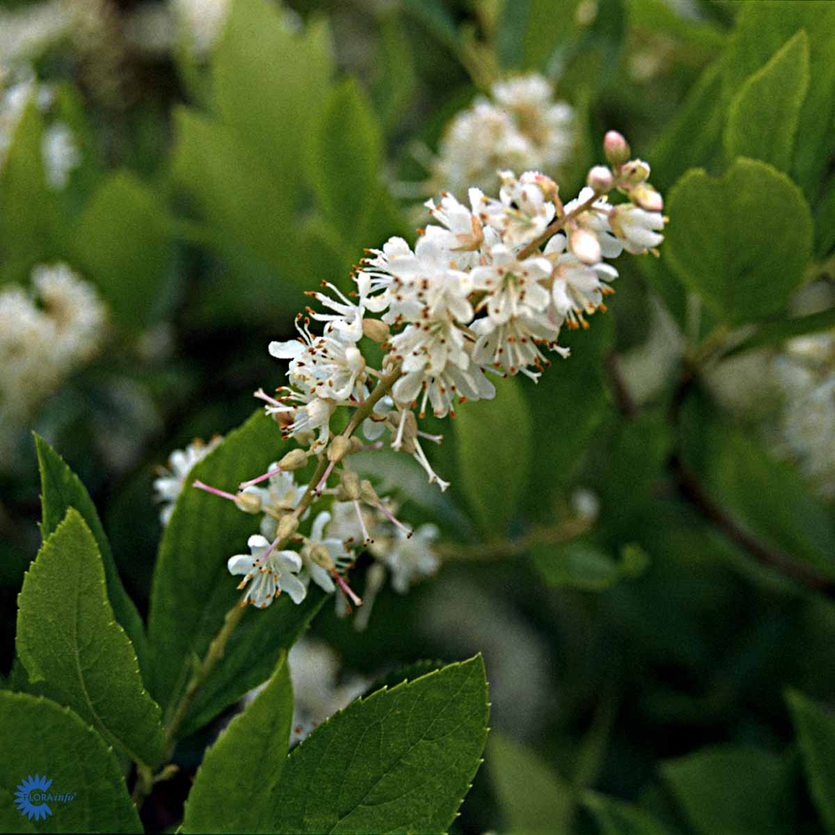 Bilde av Clethra alnifolia 'Hummingbird'-Spanne Plantesalg