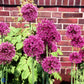 Bilde av Allium Purple Sensation-Spanne Plantesalg