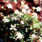 Bilde av Potentilla tridentata 'Nuuk'-Spanne Plantesalg