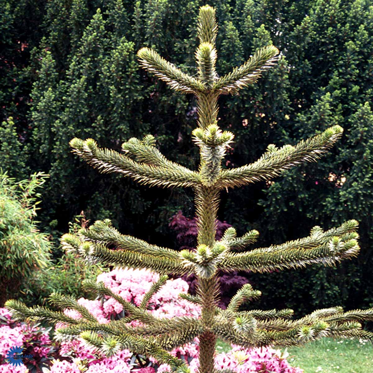 Bilde av Araucaria Araucana-Spanne Plantesalg