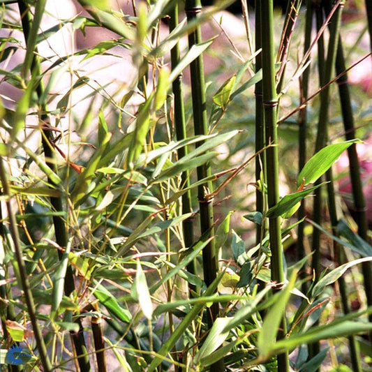 Bilde av Phyllostachys bissetii-Spanne Plantesalg