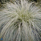 Bilde av Carex comans 'Frosted Curls'-Spanne Plantesalg
