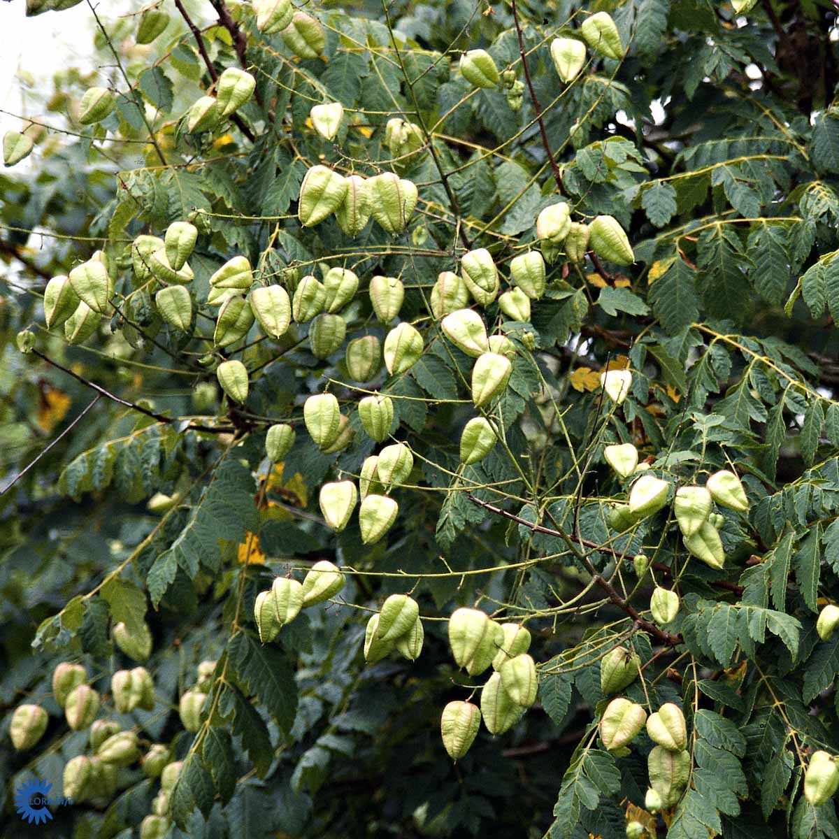 Bilde av Koelreuteria paniculata-Spanne Plantesalg