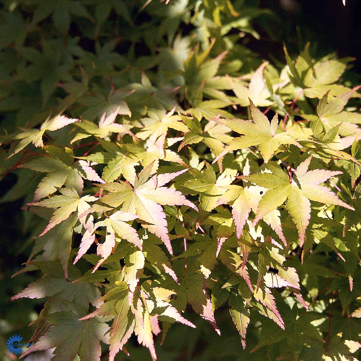 Bilde av Acer palm. 'Sangokaku'-Spanne Plantesalg