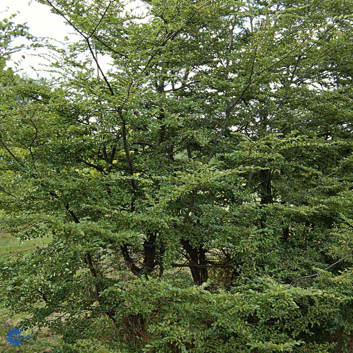 Bilde av Nothofagus antarctica 80-100cm-Spanne Plantesalg