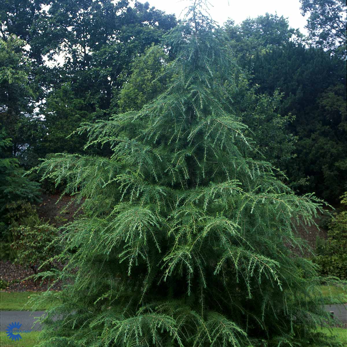 Bilde av Cedrus deodara-Spanne Plantesalg