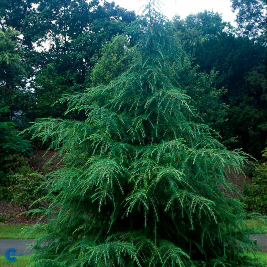 Bilde av Cedrus deodara-Spanne Plantesalg