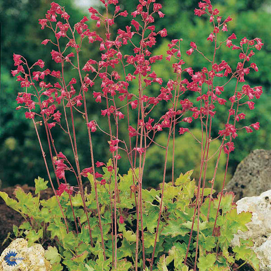 Bilde av Heuchera sang. 'Leuchtkäfer'-Spanne Plantesalg