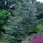 Bilde av Cedrus libani 'Glauca' 125-150cm-Spanne Plantesalg