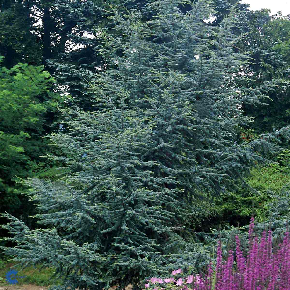 Bilde av Cedrus libani 'Glauca' 125-150cm-Spanne Plantesalg