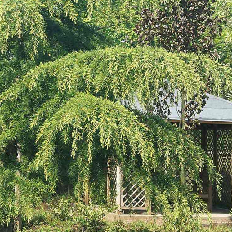 Bilde av Cedrus deodara-Spanne Plantesalg