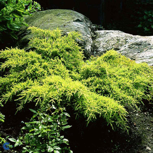 Bilde av Juniperus pfitz. 'Gold Star'-Spanne Plantesalg