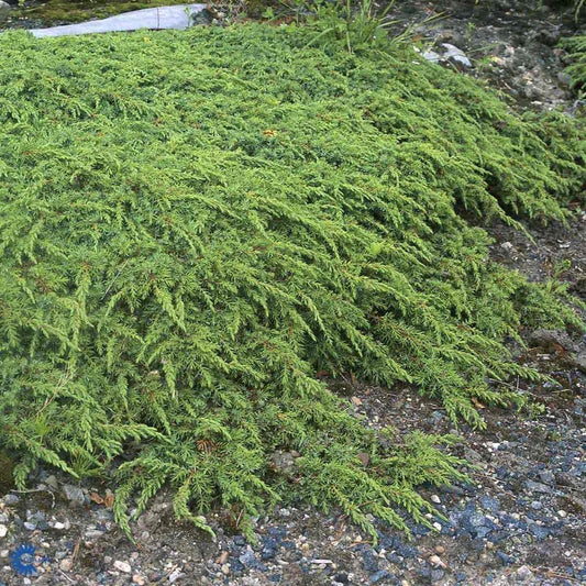 Bilde av Juniperus comm. 'Green Carpet'-Spanne Plantesalg