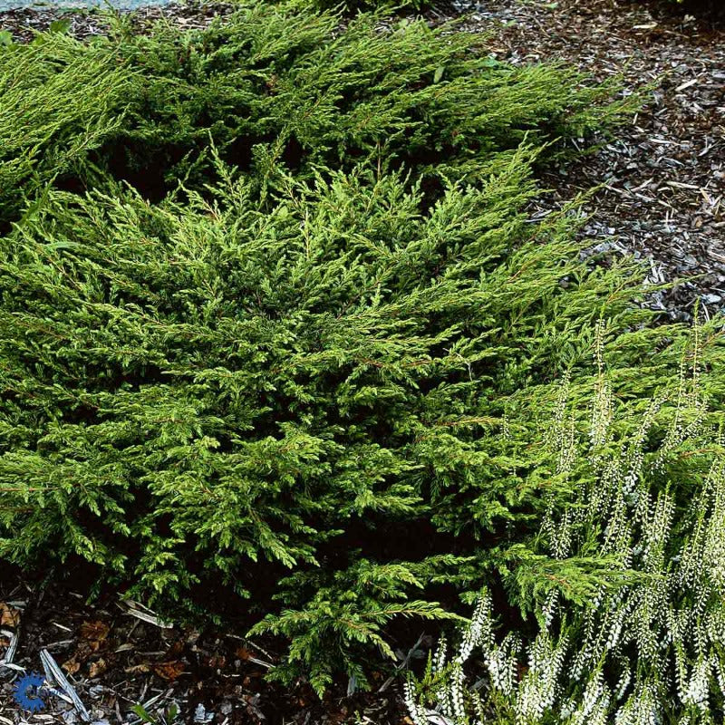 Bilde av Juniperus comm. 'Repanda'-Spanne Plantesalg