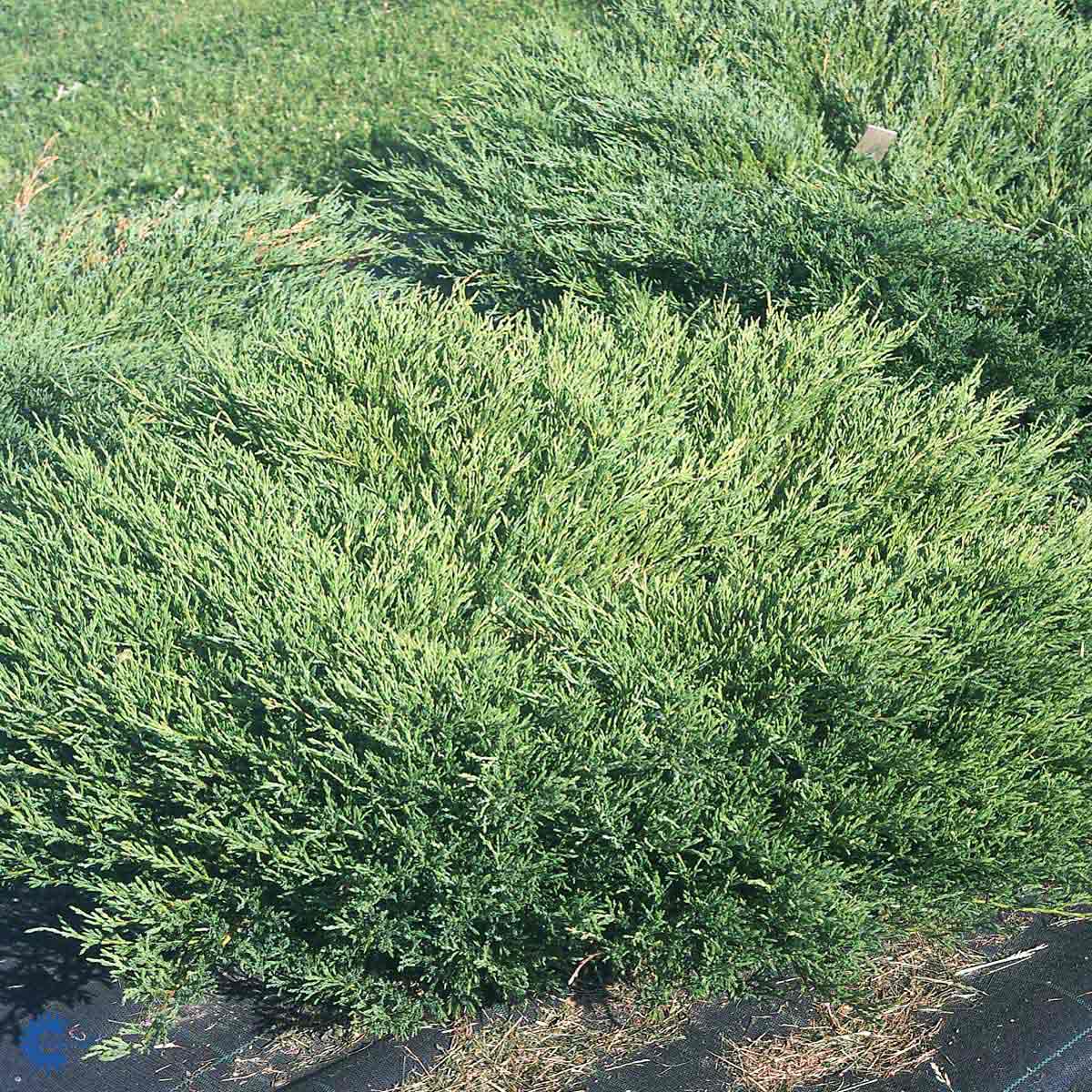 Bilde av Juniperus hor. 'Andorra Compact'-Spanne Plantesalg