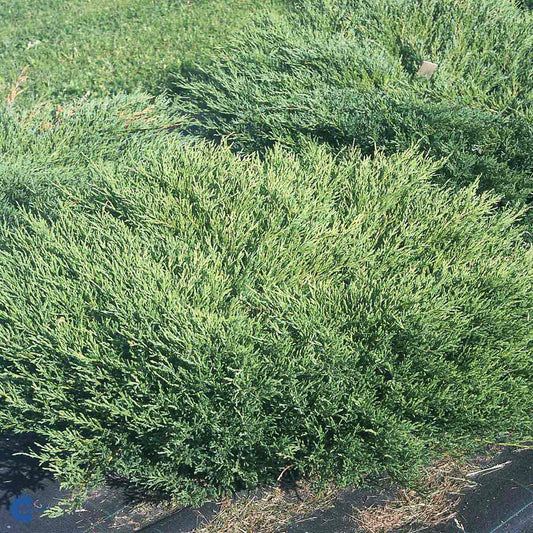 Bilde av Juniperus hor. 'Andorra Compact'-Spanne Plantesalg