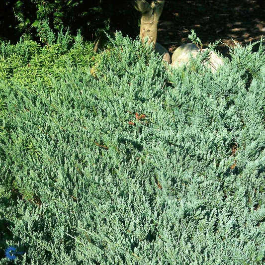 Bilde av Juniperus hor. 'Blue Chip'-Spanne Plantesalg