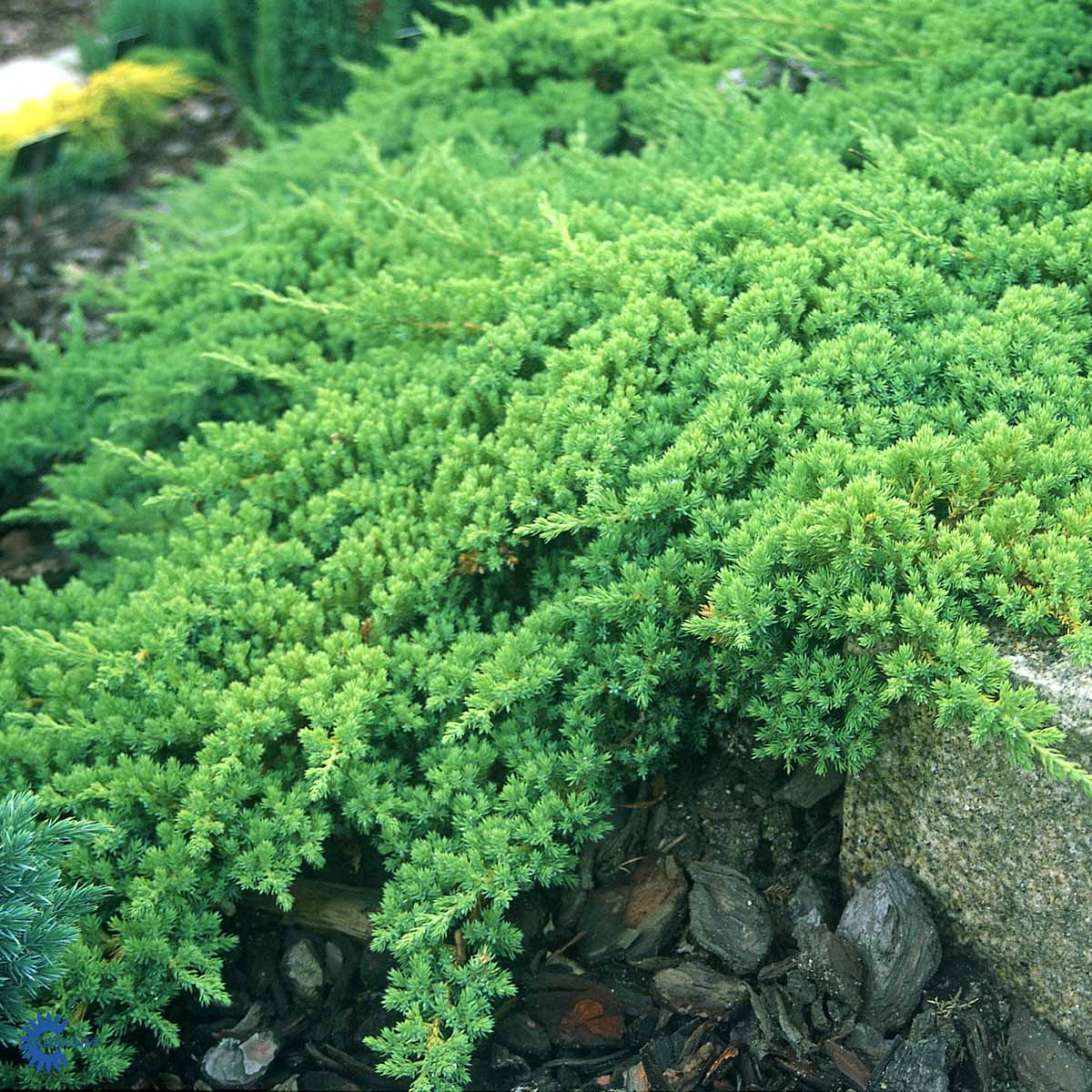 Bilde av Juniperus procumbens 'Nana'-Spanne Plantesalg