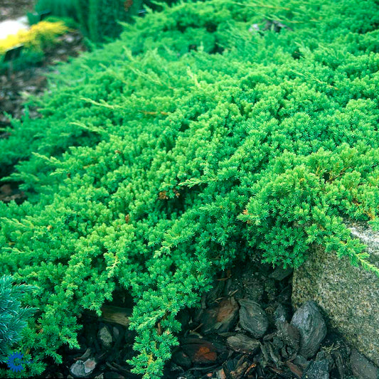 Bilde av Juniperus procumbens 'Nana'-Spanne Plantesalg