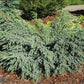 Bilde av Juniperus squam. 'Blue Carpet'-Spanne Plantesalg