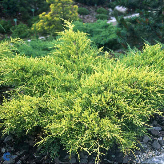 Bilde av Juniperus Pfitzeriana Gold Coast-Spanne Plantesalg