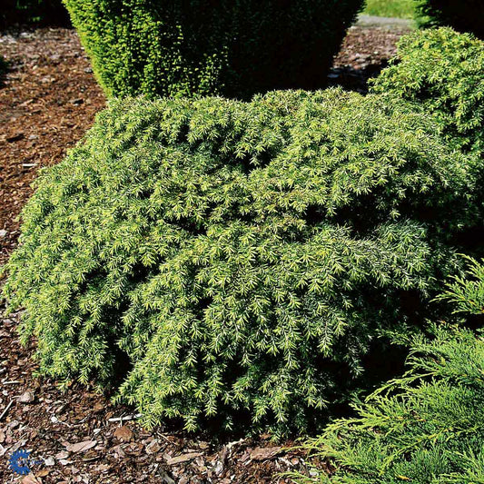 Bilde av Tsuga canadensis Jeddeloh-Spanne Plantesalg