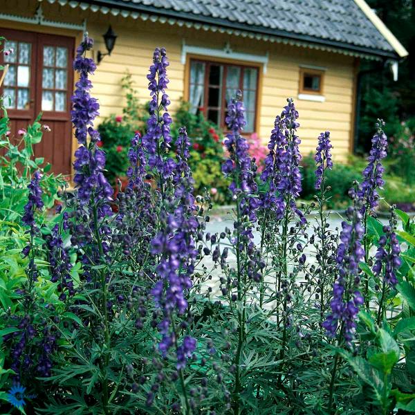 Bilde av Aconitum napellus-Spanne Plantesalg