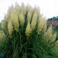 Bilde av Cortaderia s. 'Pumila'-Spanne Plantesalg