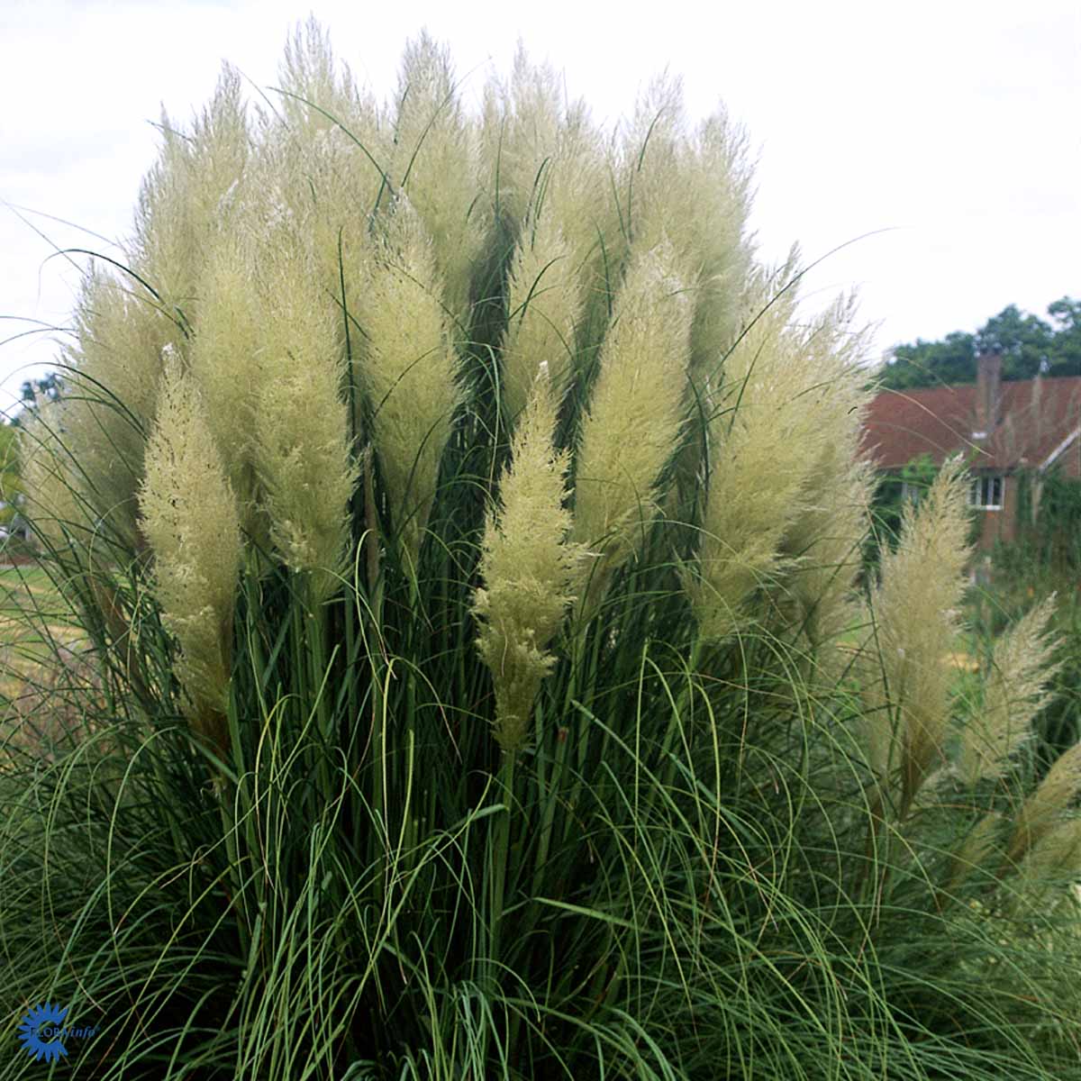 Bilde av Cortaderia s. 'Pumila'-Spanne Plantesalg