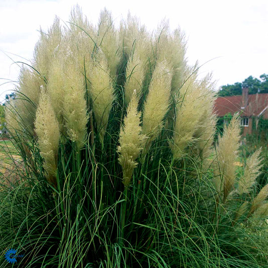 Bilde av Cortaderia s. 'Pumila'-Spanne Plantesalg